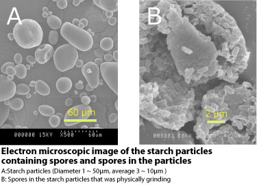 Bacillus subtilis natto