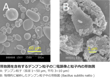 芽胞菌を含有するデンプン粒子の電顕像と粒子内の芽胞菌